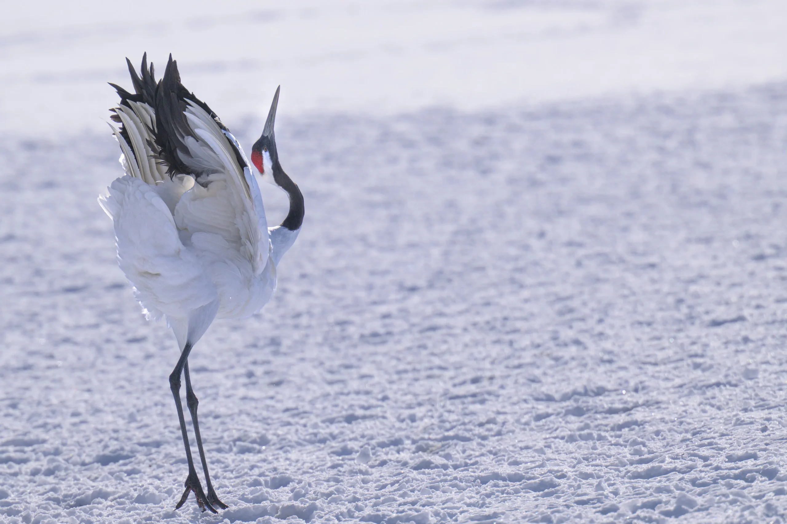 Red-crowned cranes performing a courtship dance in Japan