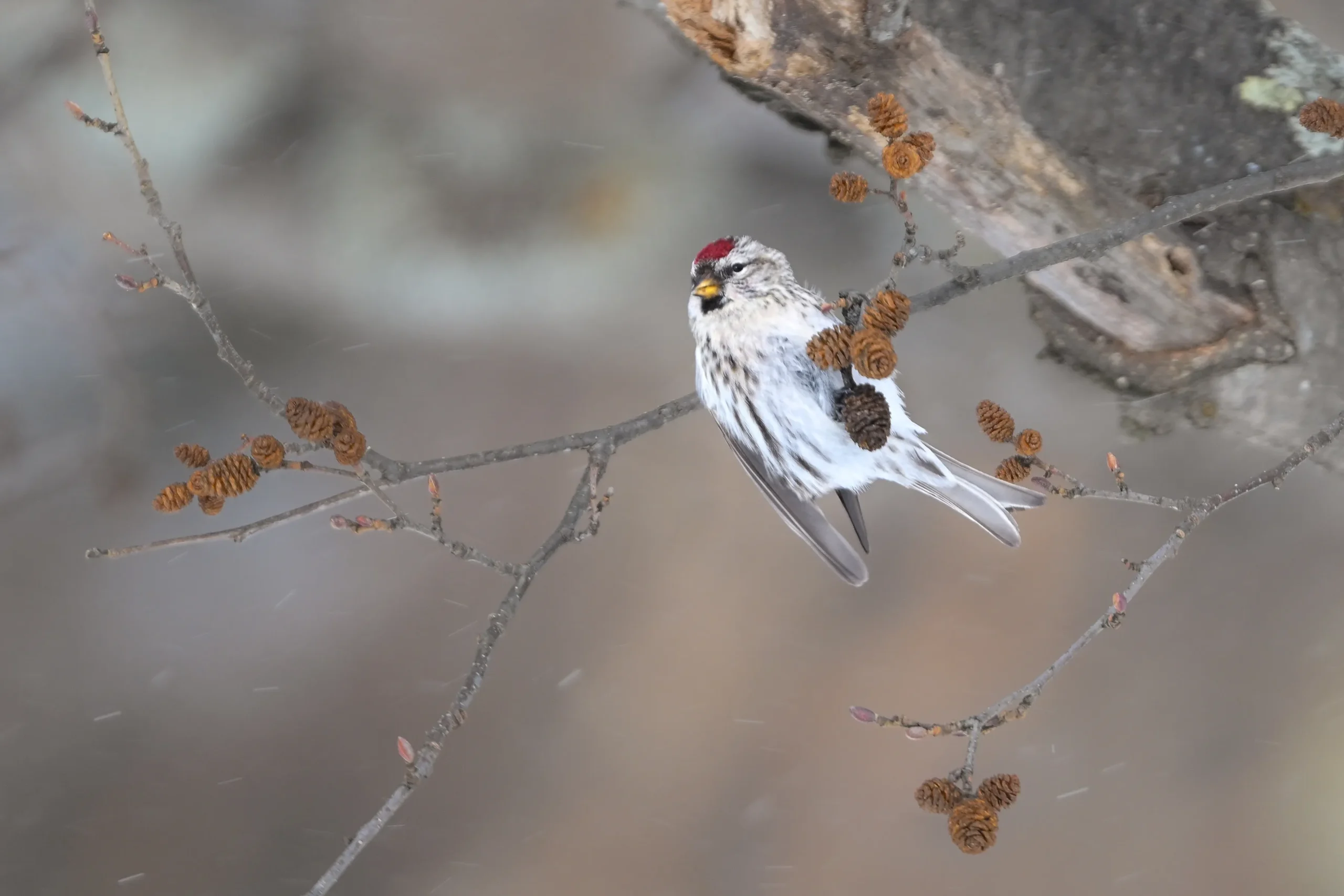 Redpoll with a red forehead and pink breast in a snowy setting