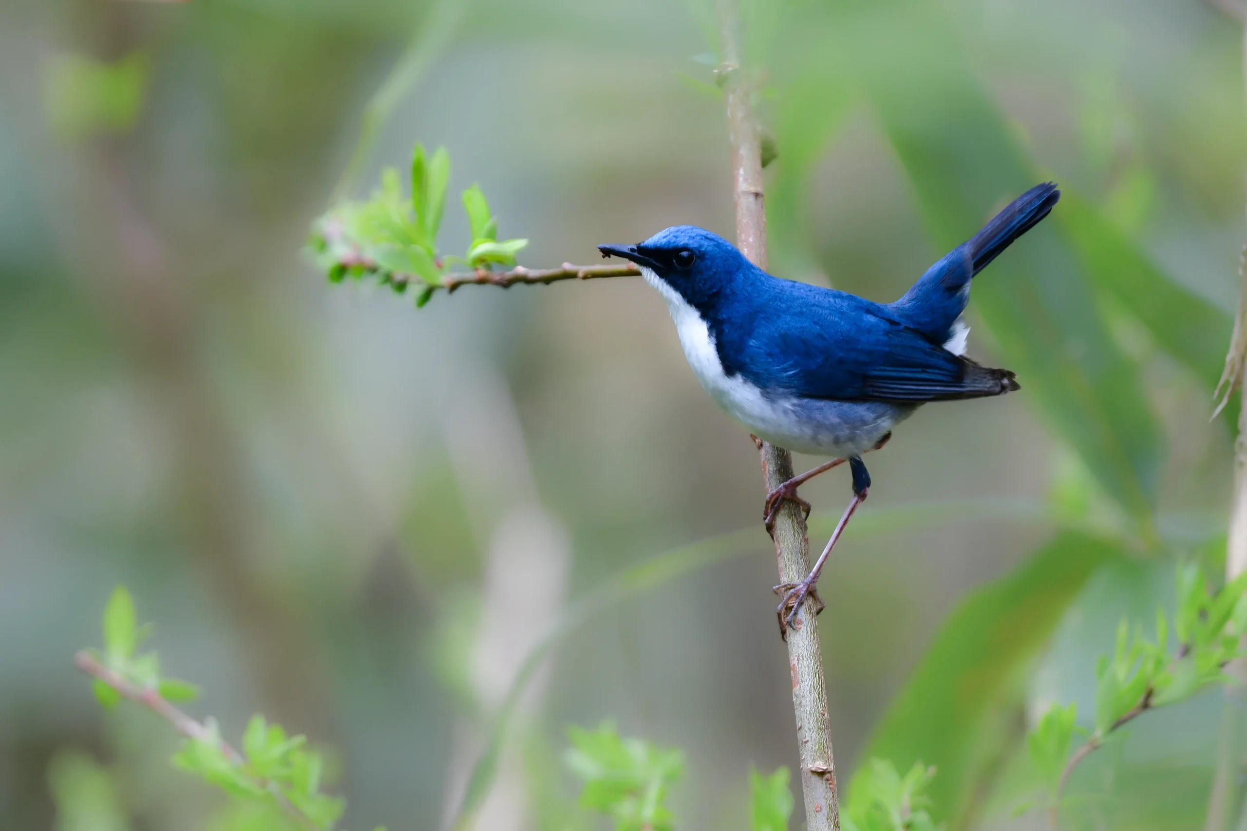 Siberian blue robin with vivid blue plumage in early summer
