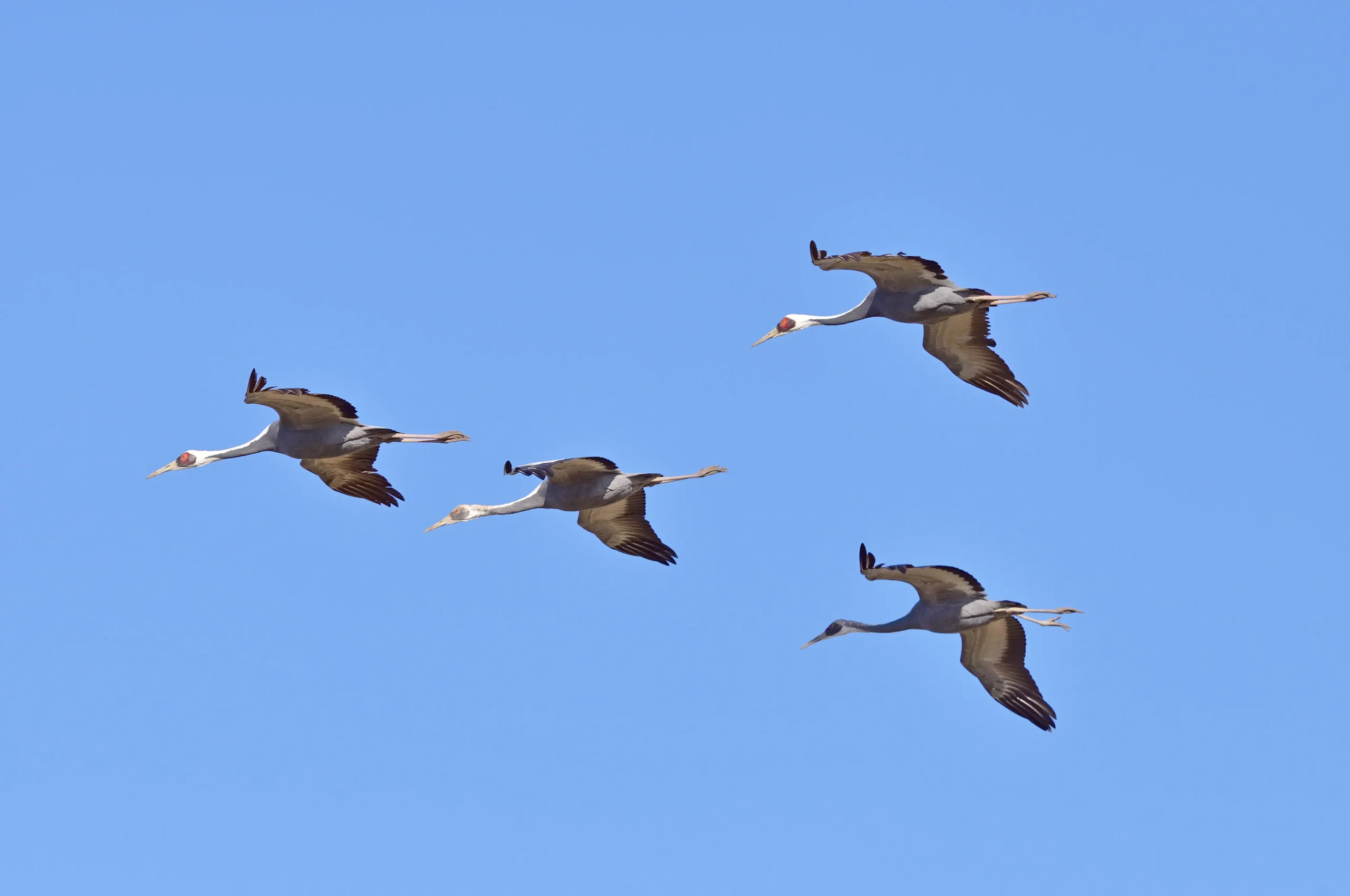 Family of white-naped cranes in flight over Izumi, Kagoshima