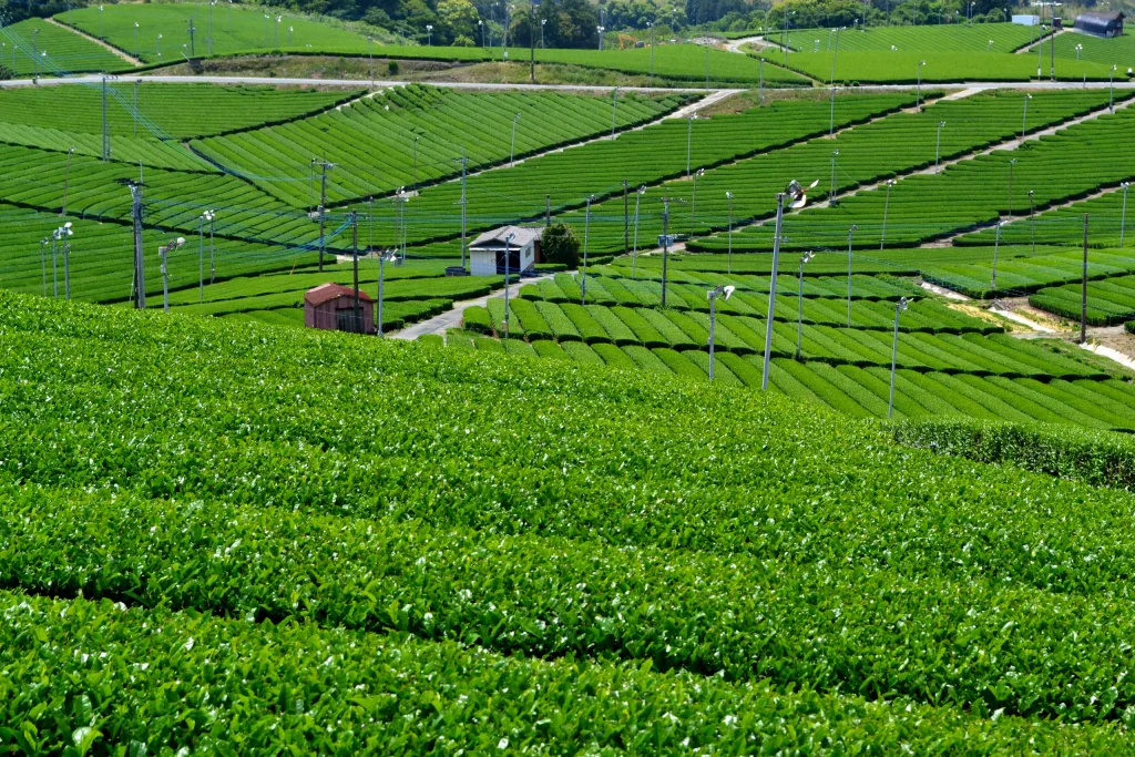 Green tea fields at the Yame Central Tea Plantation in Fukuoka Prefecture.