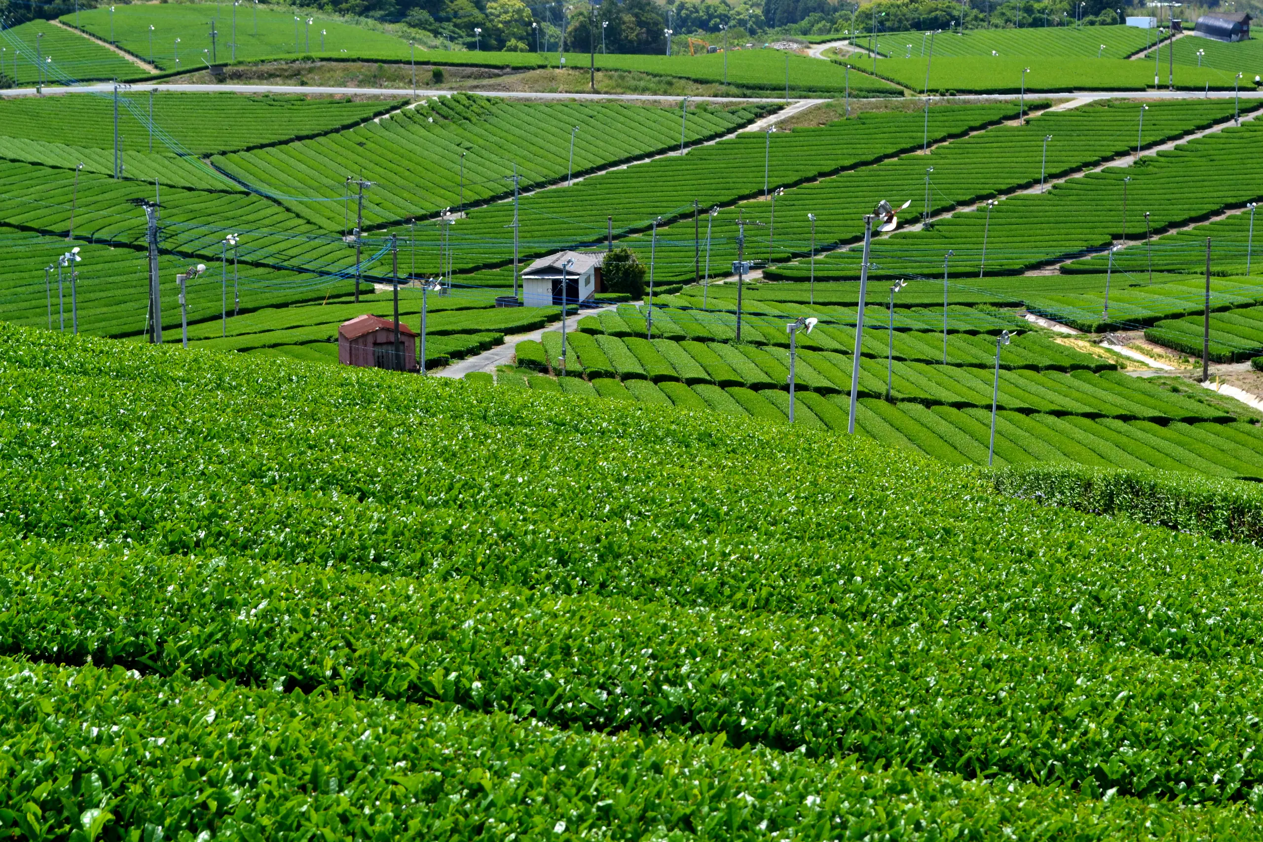 Green tea fields at the Yame Central Tea Plantation in Fukuoka Prefecture.