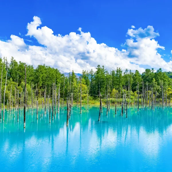 A serene view of Hokkaido’s Blue Pond with clear turquoise water, surrounded by lush green trees and a bright blue sky.