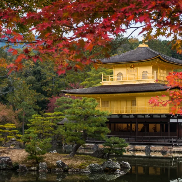 Kinkaku-ji The Golden Pavilion in Kyoto, reflecting in a calm pond and framed by brilliant red autumn leaves and manicured trees.