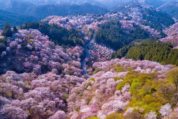 An aerial view of Mt. Yoshino's hillsides covered in layers of blooming cherry trees, creating a vibrant pink and green tapestry