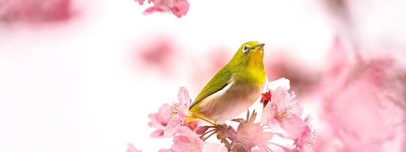 bird-7082154_1280