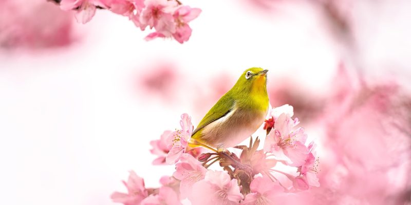 bird-7082154_1280