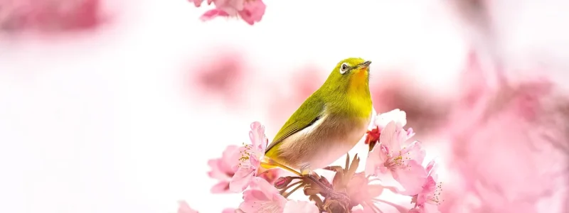 bird-7082154_1280