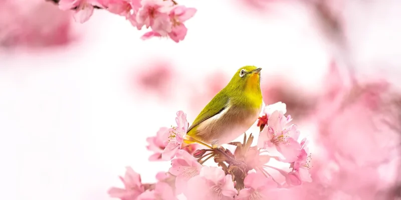 bird-7082154_1280