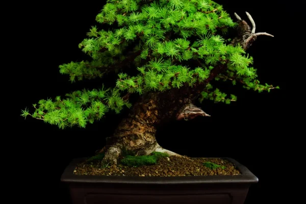 a bonsai tree