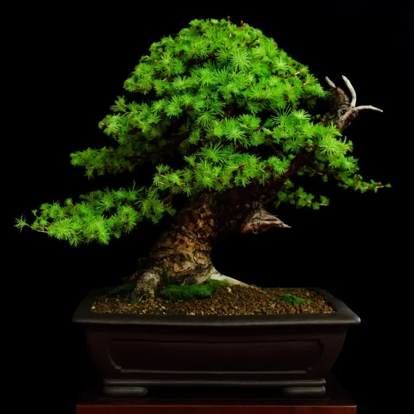 a bonsai tree