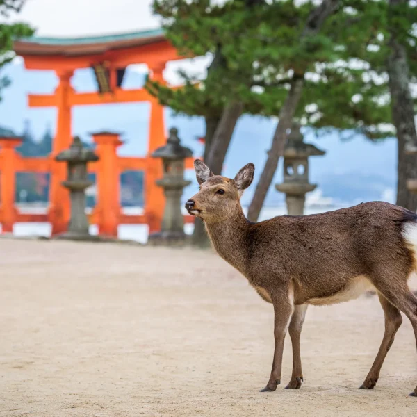 A wild deer standing near the famous red torii gate of Miyajima Island, with stone lanterns in the background.