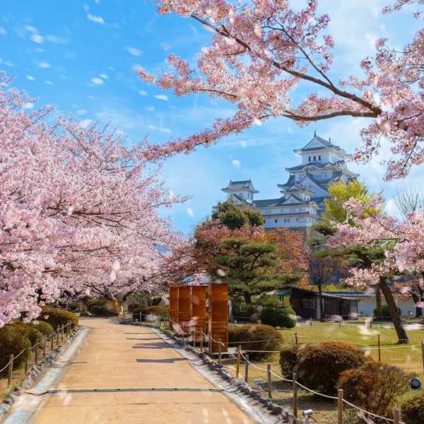 himeji castle with sakura