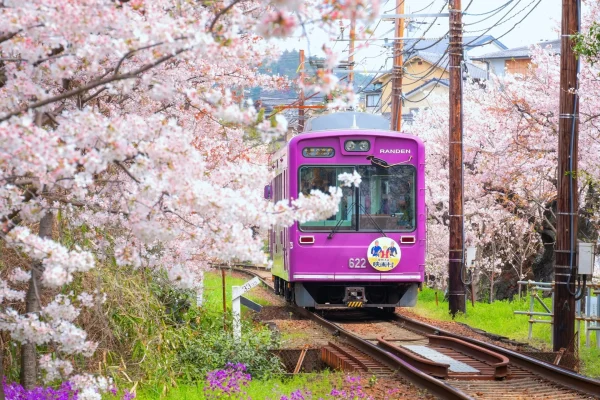 A purple train moves along tracks enveloped by fully bloomed cherry blossoms, creating a tunnel of pink