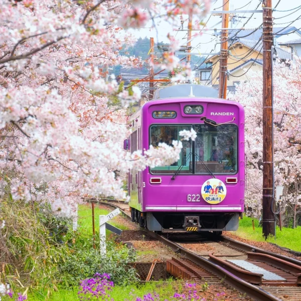 A purple train moves along tracks enveloped by fully bloomed cherry blossoms, creating a tunnel of pink