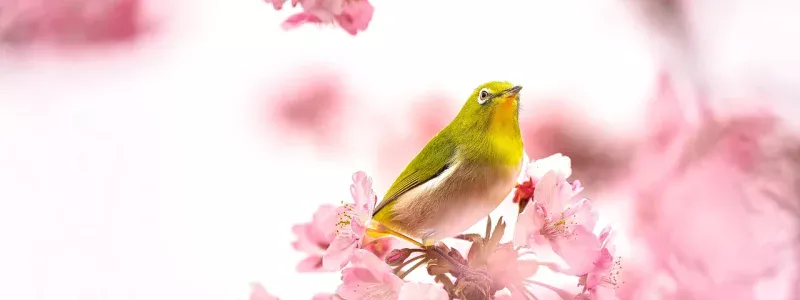 bird-7082154_1280